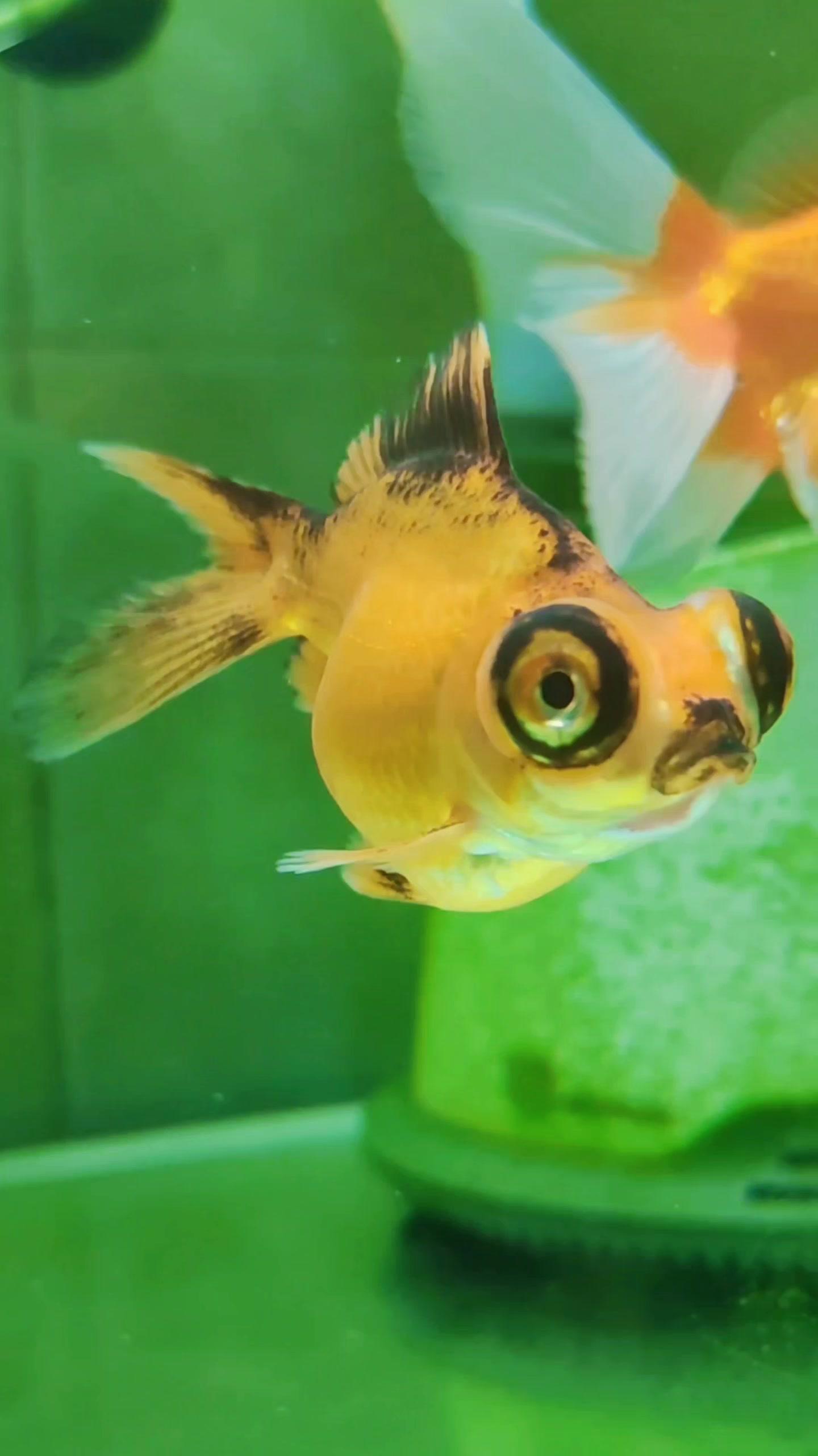 三个月,持续拍摄一条黑色金鱼变色成红色全过程 神奇动物在抖音 观赏鱼 金鱼