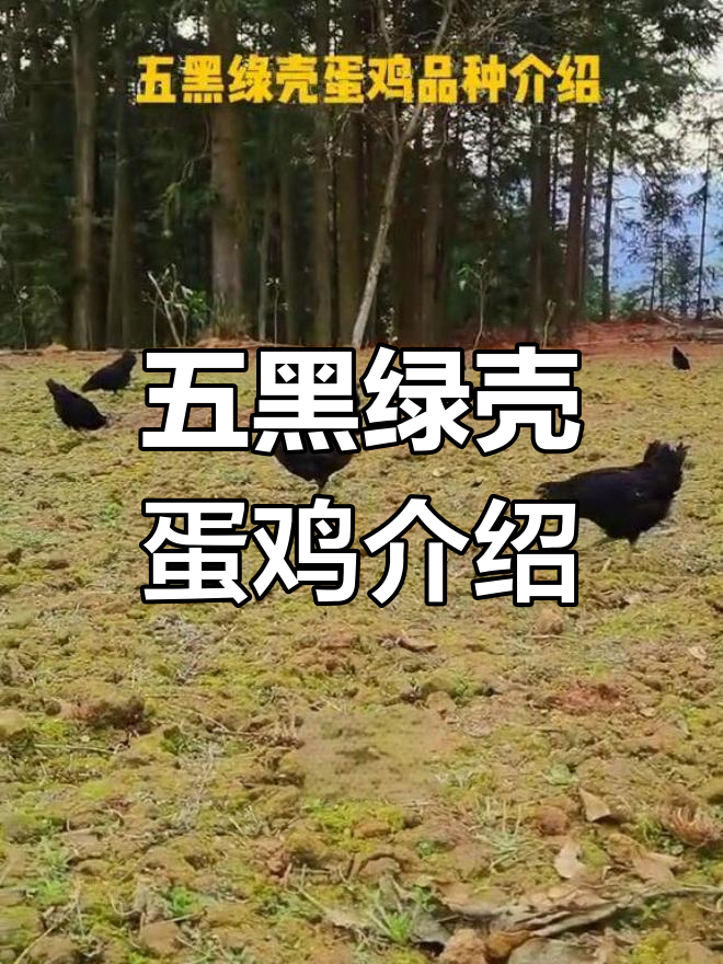 五黑绿壳蛋鸡品种解析:独特优势与应用前景