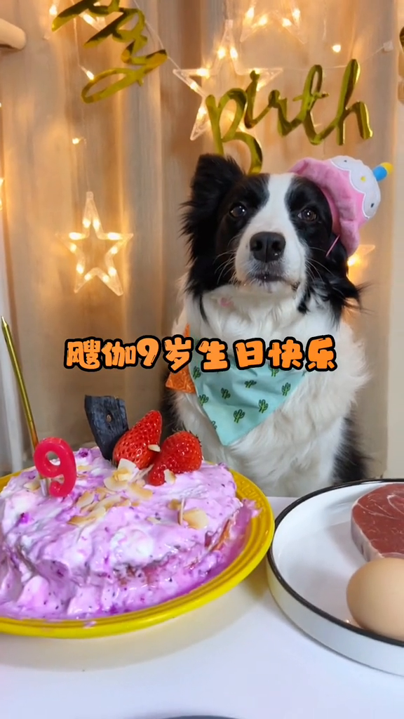 小狗过生日还有专属蛋糕吃哦,九岁生日快乐
