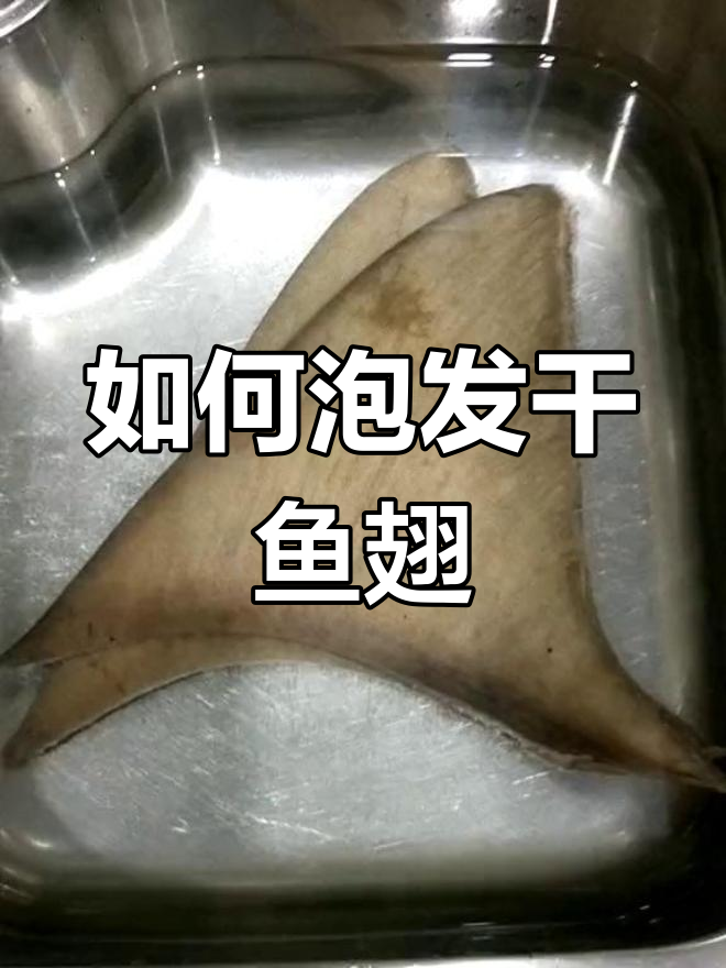 鱼翅泡发技巧大揭秘