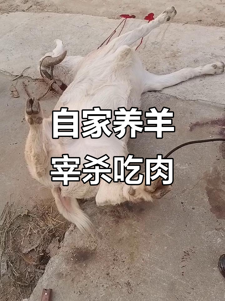农村生活日常:自家养殖,杀羊吃肉的真实体验