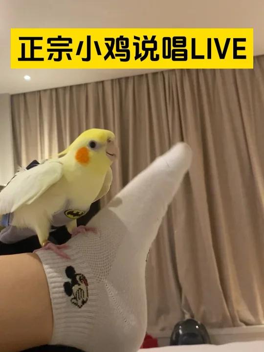 最近好像流行“小鸡说唱”?