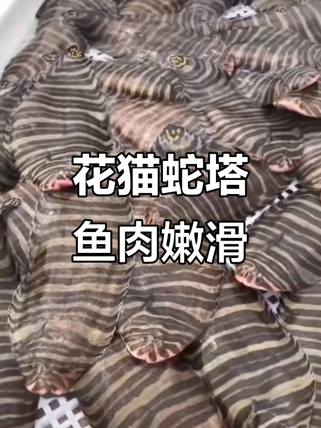 花猫半边鱼:鲜嫩美味,煎着吃最香