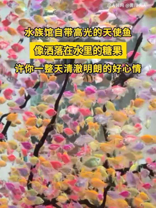 水族馆自带高光的天使鱼,像被风吹散的糖果,又像流动的彩虹,许你一整天清澈明朗的好心情!
