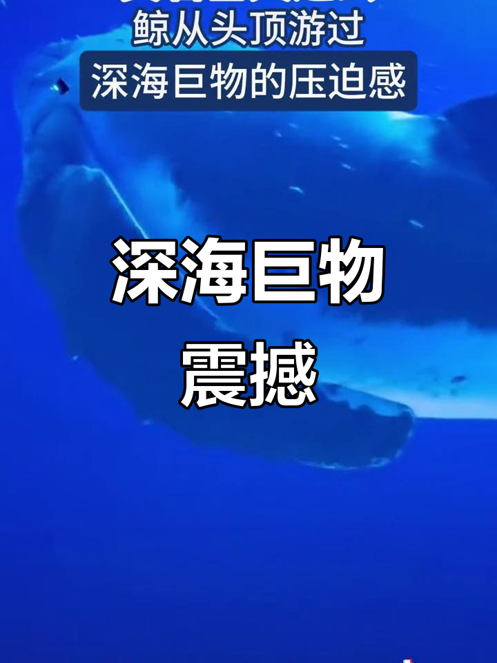 鲸鱼游动,翼展如云,震撼感扑面而来,自然之伟大尽显