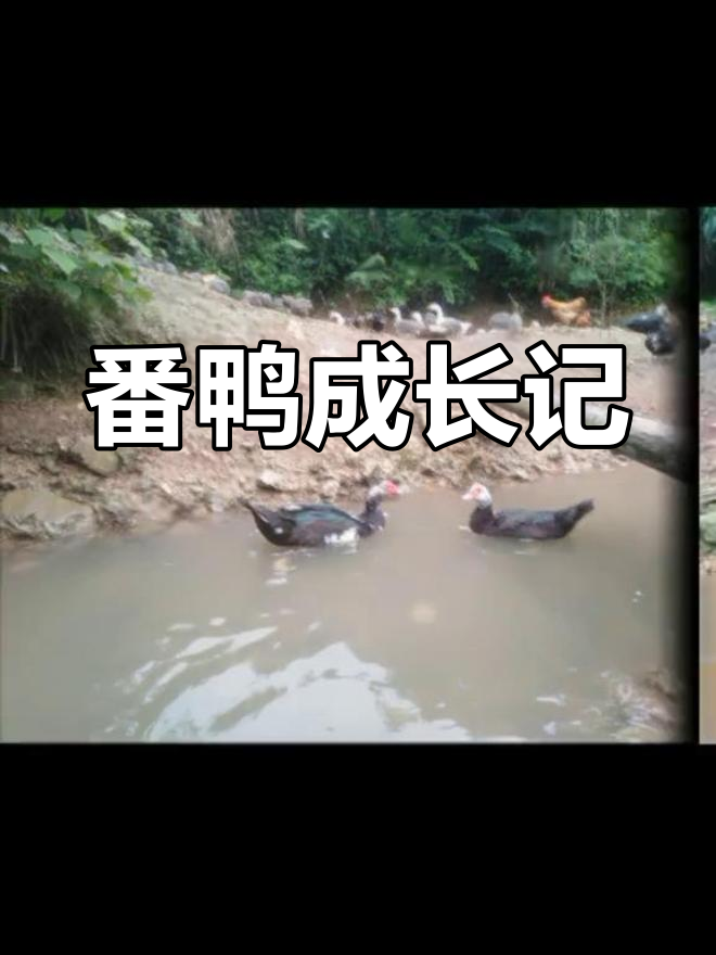 母番鸭孵化,成年公母体重差异大,肉质鲜美!