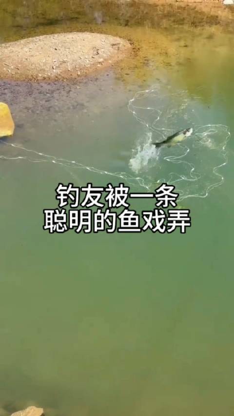 大连钓友被一条聪明的鱼戏弄 辽宁大连,庄河一钓友河边垂钓下网双管齐下,一条大鱼被渔网围住却