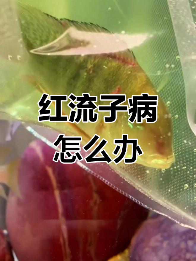 这条鱼怎么了?身上长红流子,背鳍变红