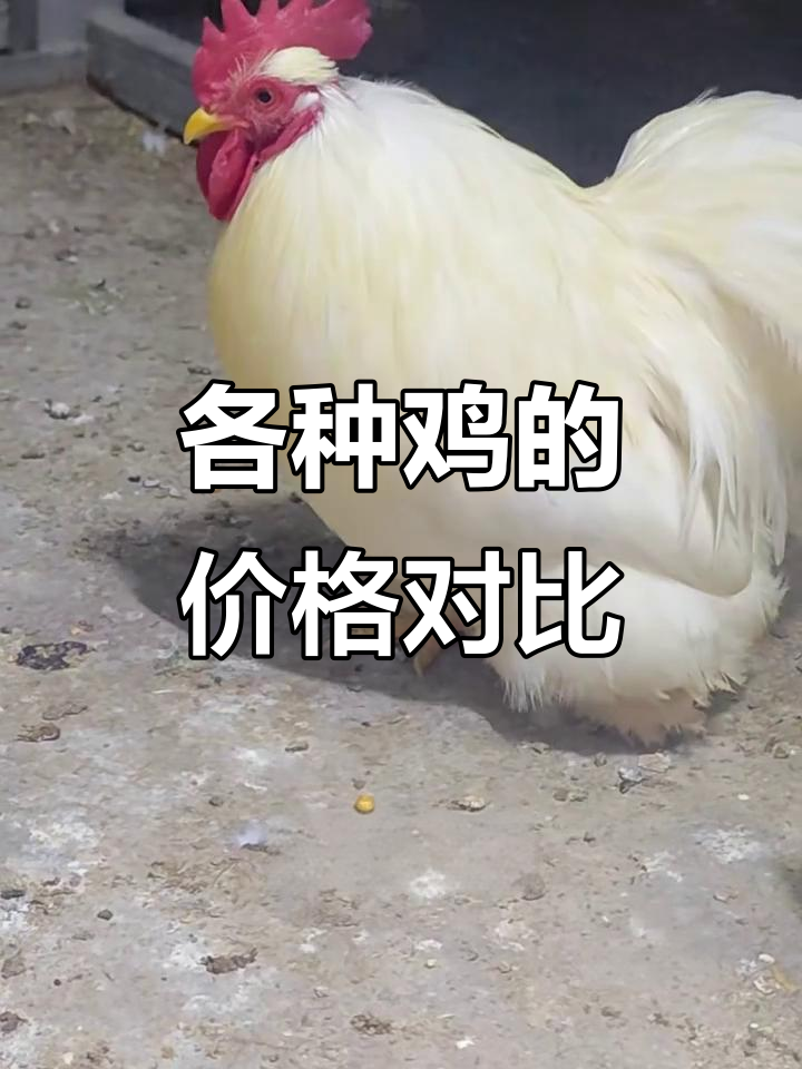 11种不同品种的鸡,价格差异大揭秘