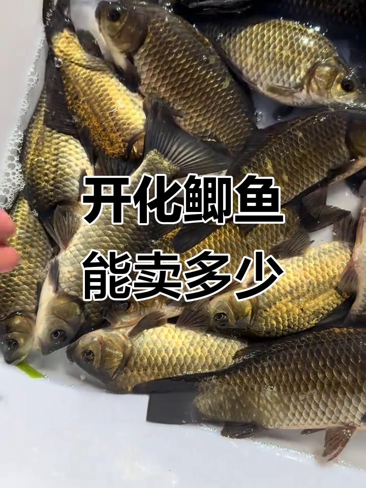杭州阜阳鲫鱼价格大揭秘,开化小郑钓的这种值多少钱?