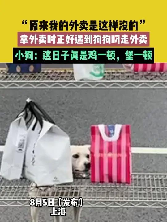 8月5日(发布)上海,“原来我的外卖是这样没的”,拿外卖时正好遇到狗狗叼走外卖,小狗:这日