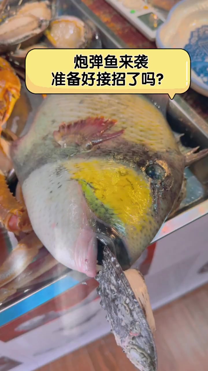 炮弹鱼来袭,准备好接招了吗?
