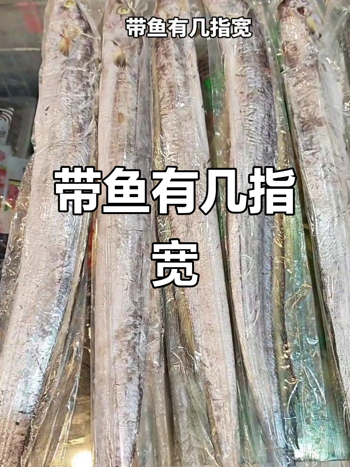 带鱼宽度到底有多大?随机挑选几条来看看
