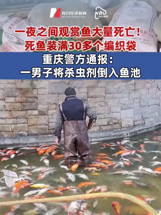 一夜之间,重庆观音桥步行街观赏鱼大量死亡!死鱼装满30多个编织袋 重庆警方通报:一男子将杀