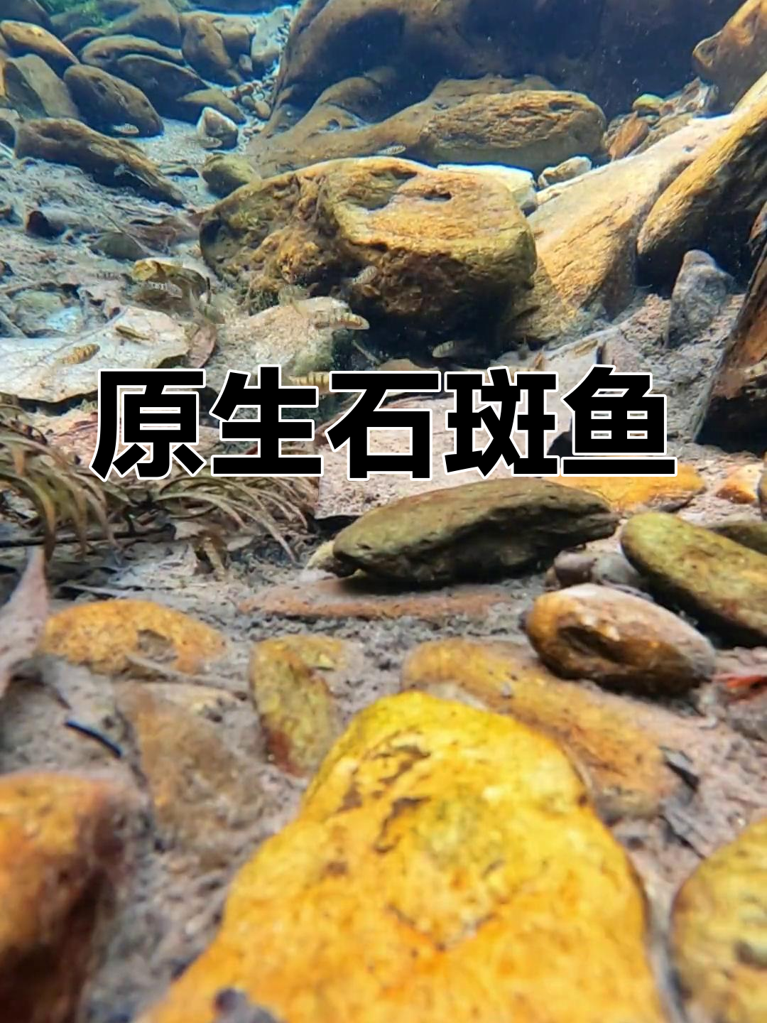 溪流中的黑白鱼种