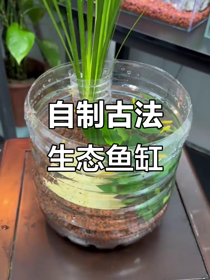 矿泉水瓶变生态鱼缸,不换水也能养好鱼