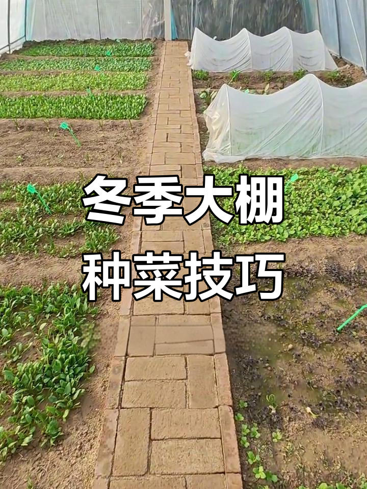 冬季菜棚种植难题全解,如何应对寒流大雪?