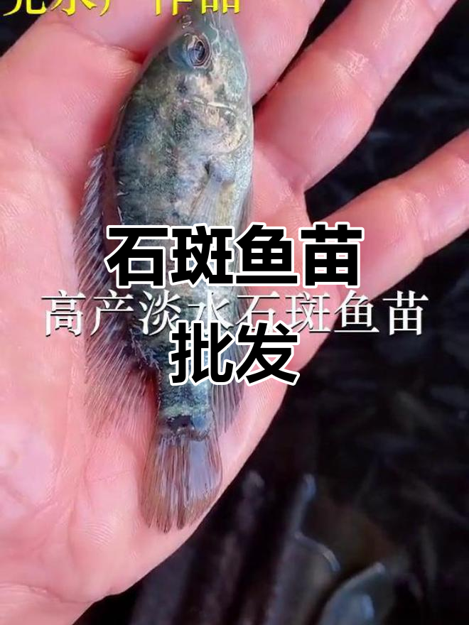 优质淡水石斑鱼苗,批发供应