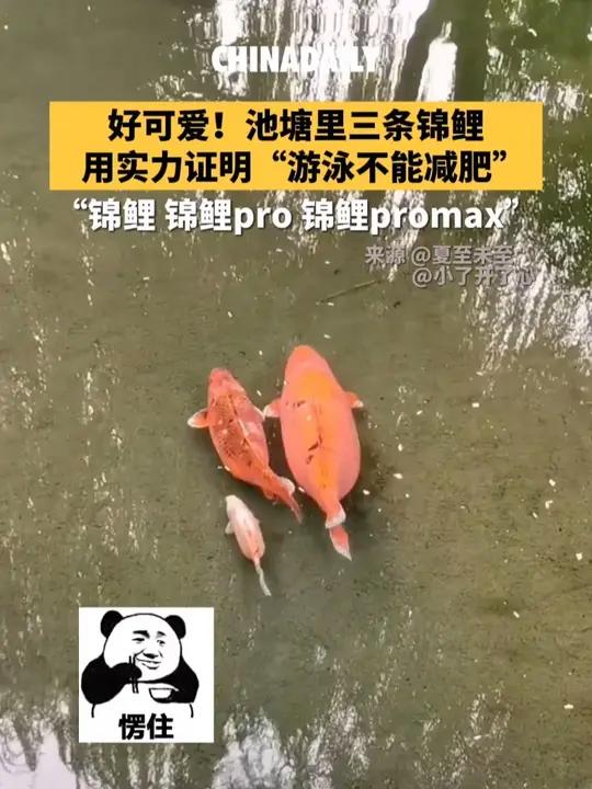 接大大大好运!三条锦鲤组团自证只靠游泳不能减肥 池塘中,大中小三只锦鲤红红火火圆圆滚滚地结