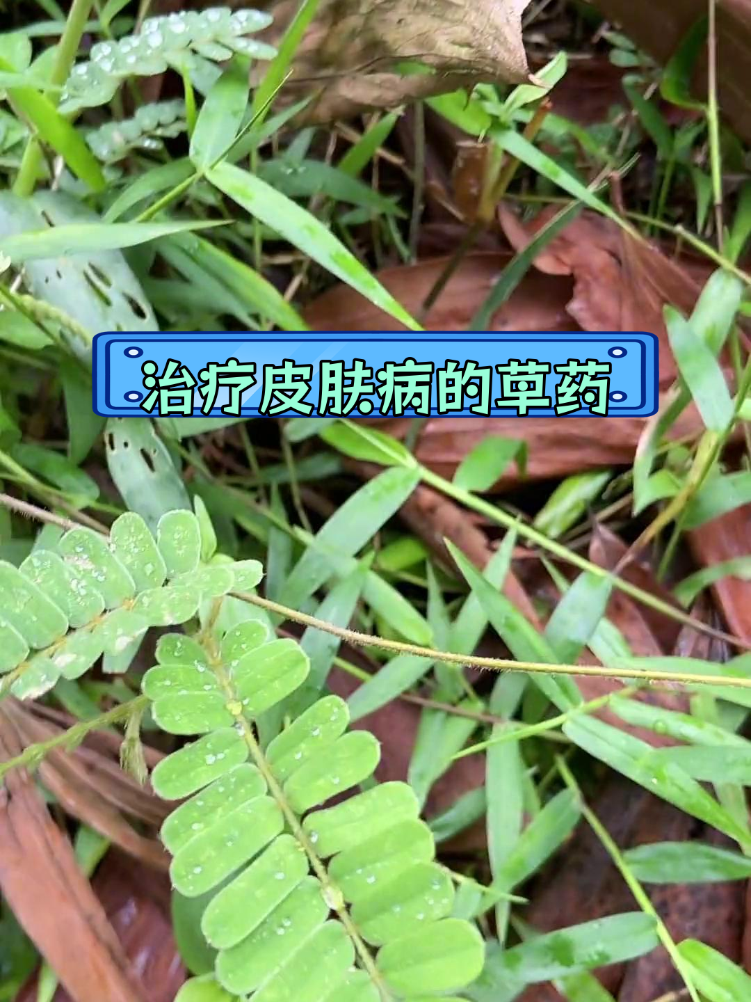毛鸡骨草的多重功效与应用