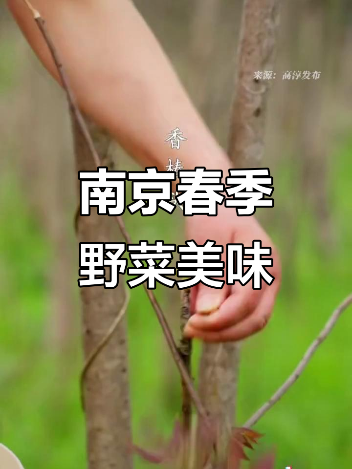 南京春天必吃野菜,味道鲜美你尝过吗?