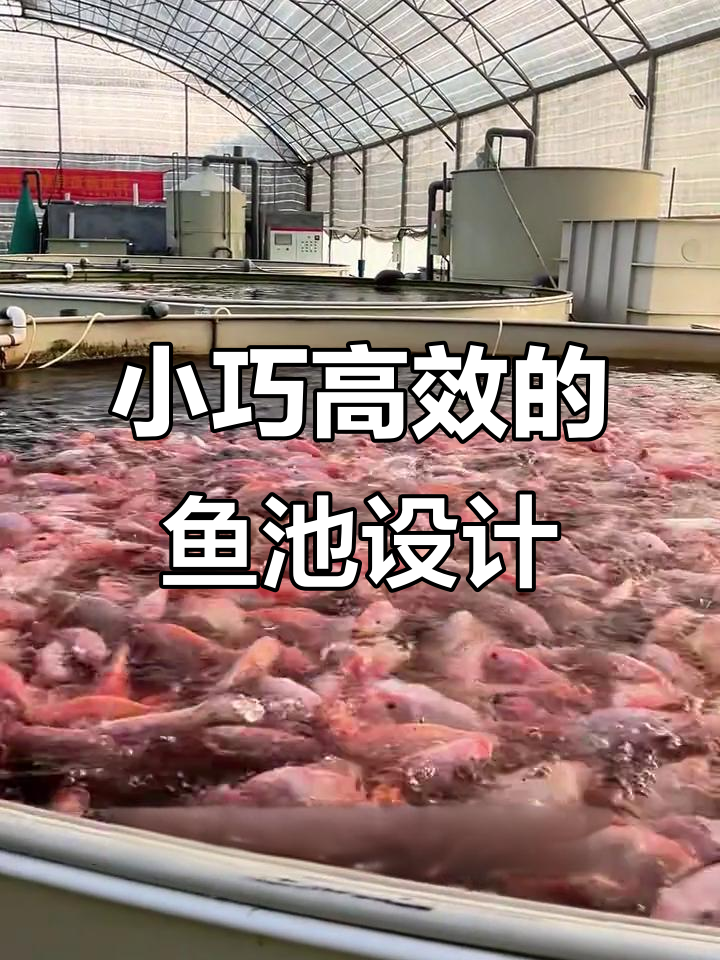 鱼池设计秘籍:如何避免水热化,提高养殖效率