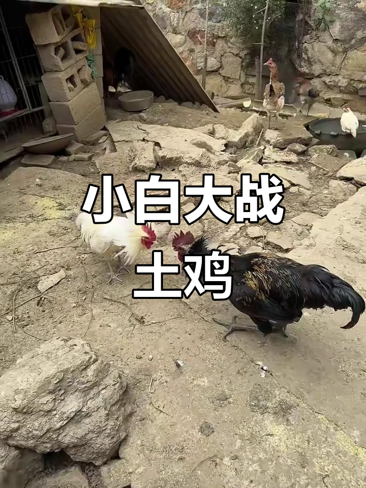 白公鸡挑战黑公鸡,柯尔鸭捣乱引发激战