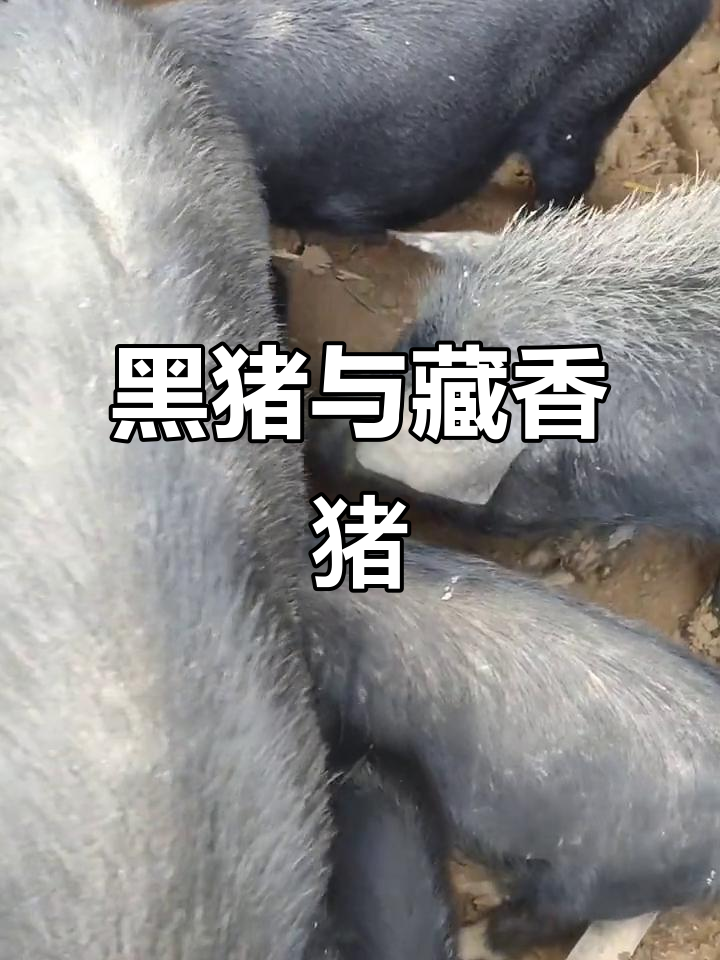 藏香猪:实验黑猪的独特魅力,抖音助农新风潮
