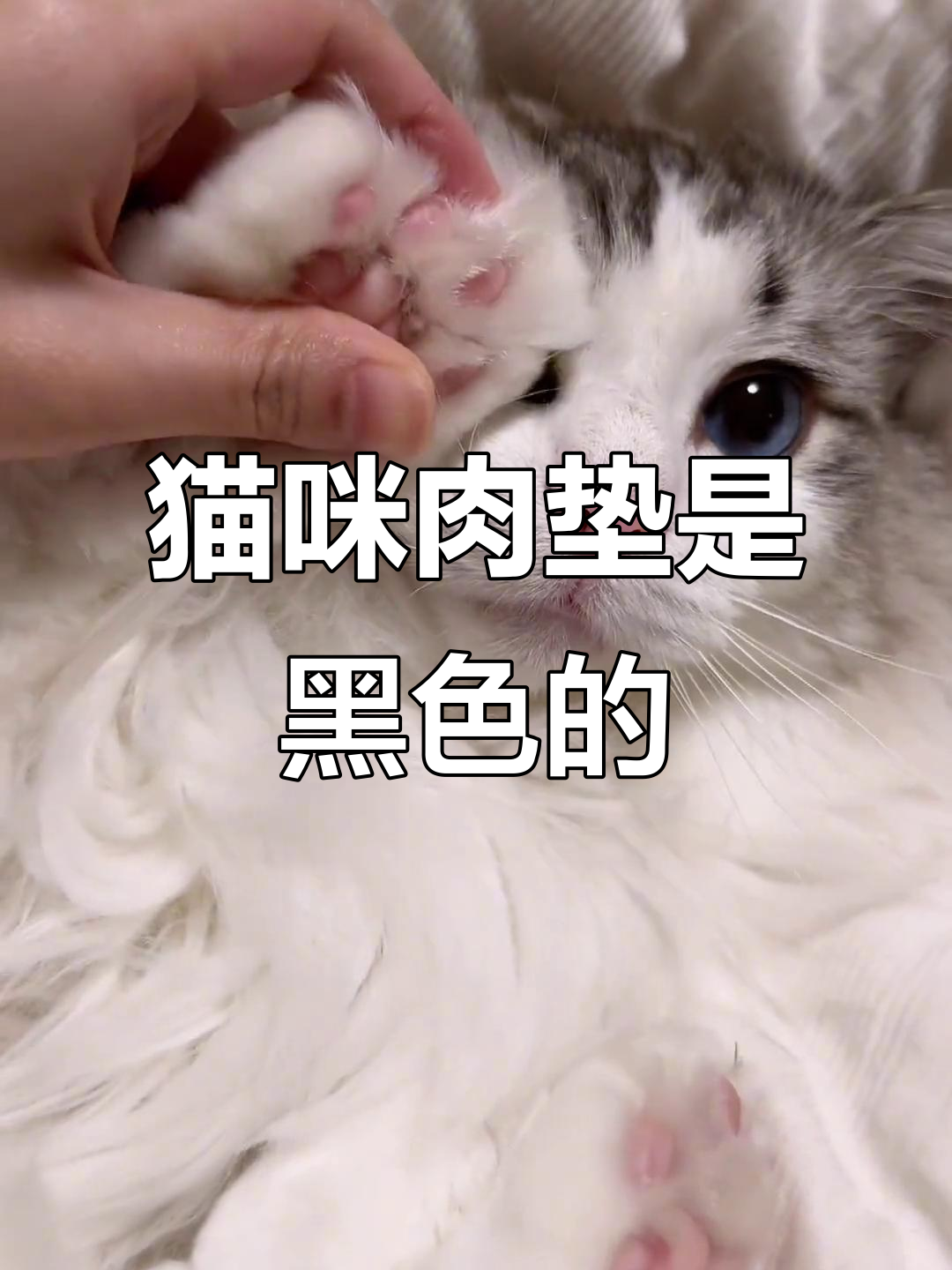 小猫咪肉垫颜色大揭秘,竟然不是亲生的!