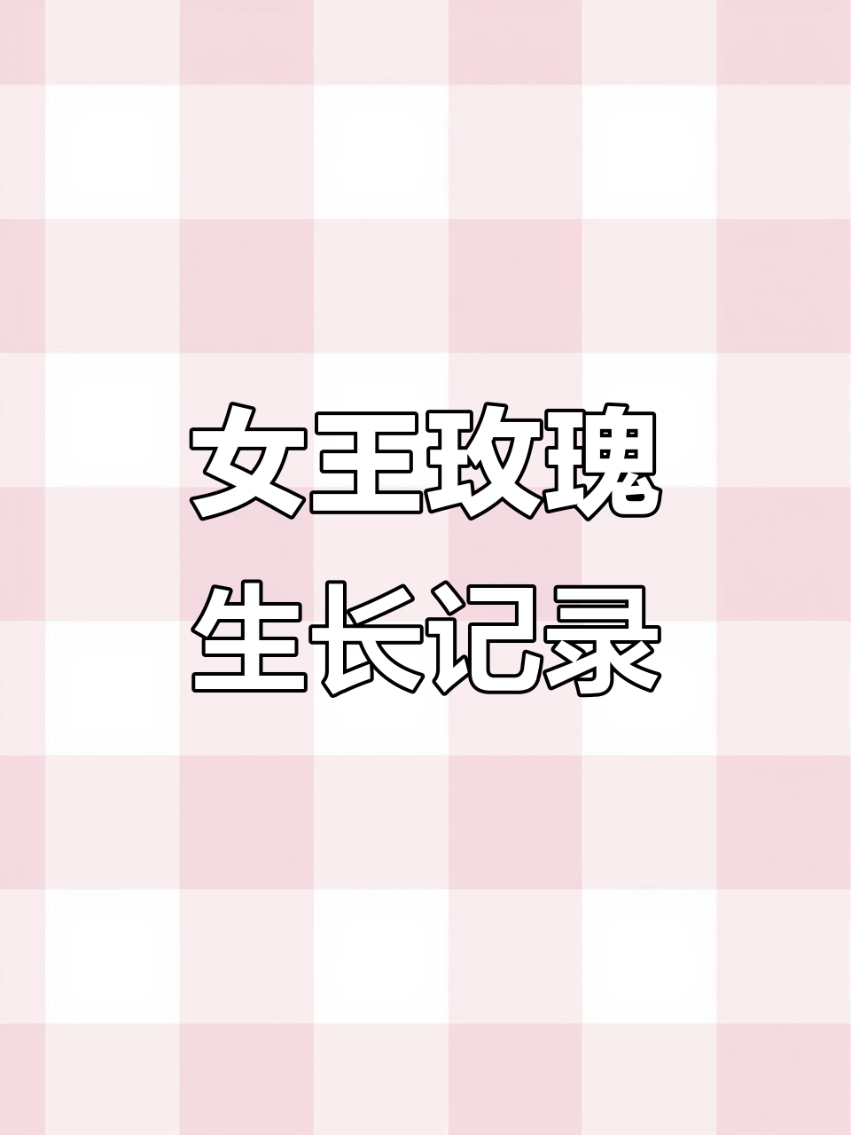 女王玫瑰多肉成长全纪录，今年状态如何？