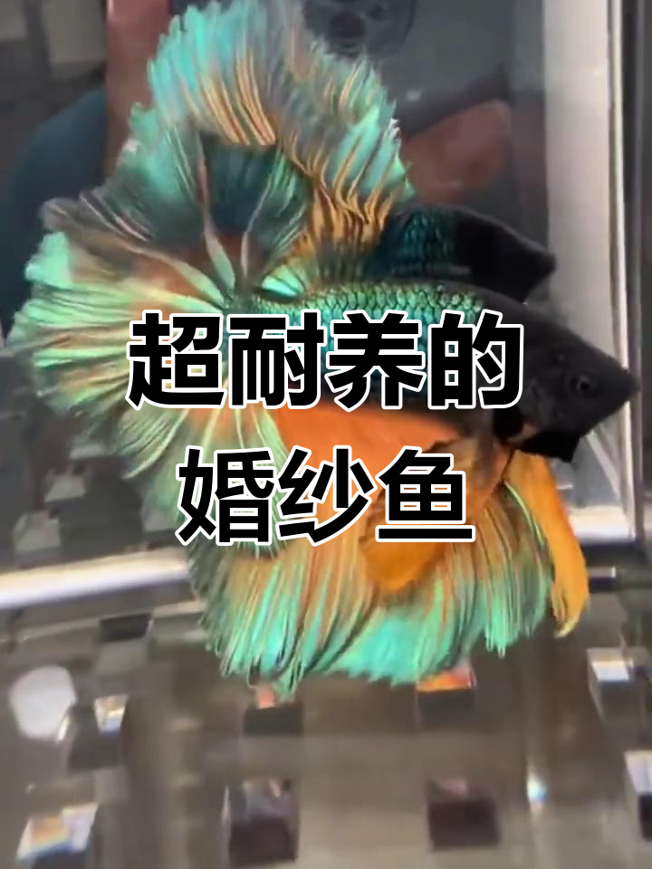 美丽斗鱼,轻松饲养