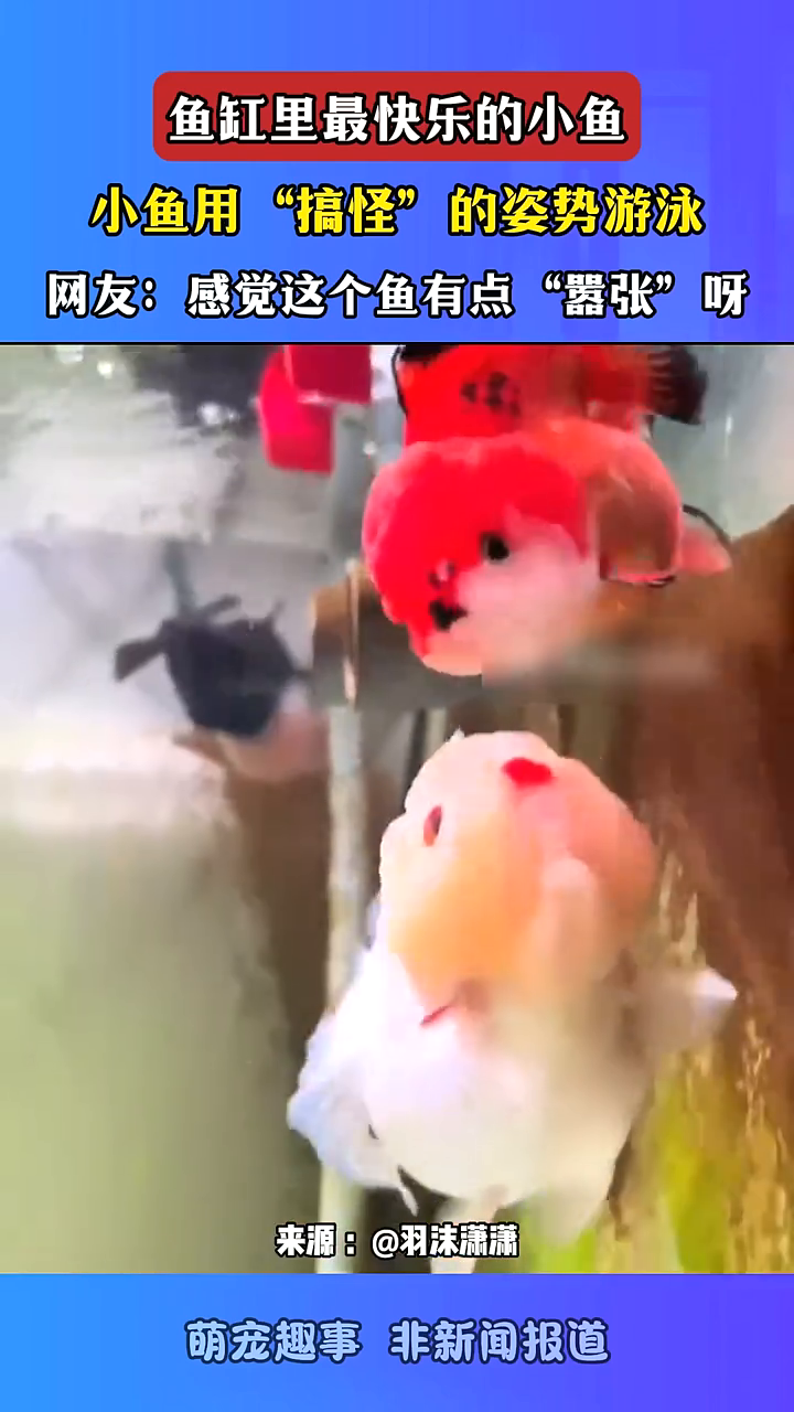 鱼缸里最快乐的小鱼,小鱼用“搞怪”的姿势游泳
