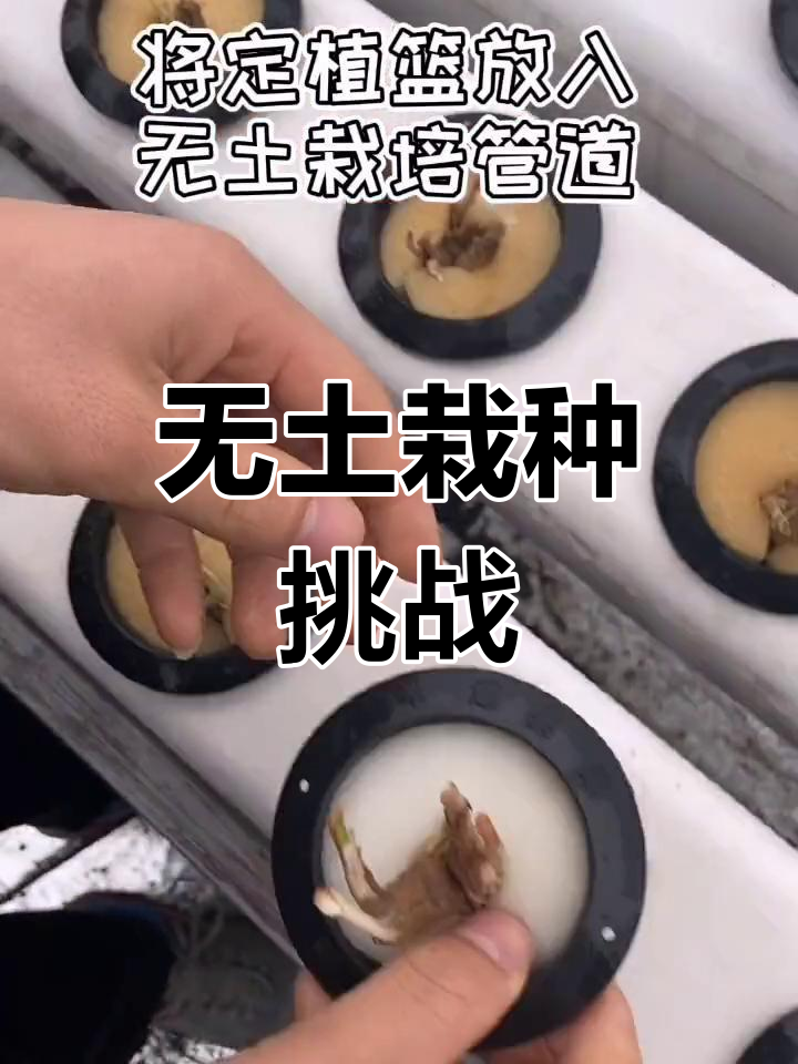大家关心无土栽培韭菜,我试试能否成功!