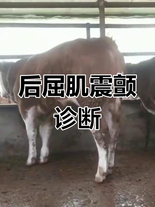 牛后腿肌肉震颤原因解析