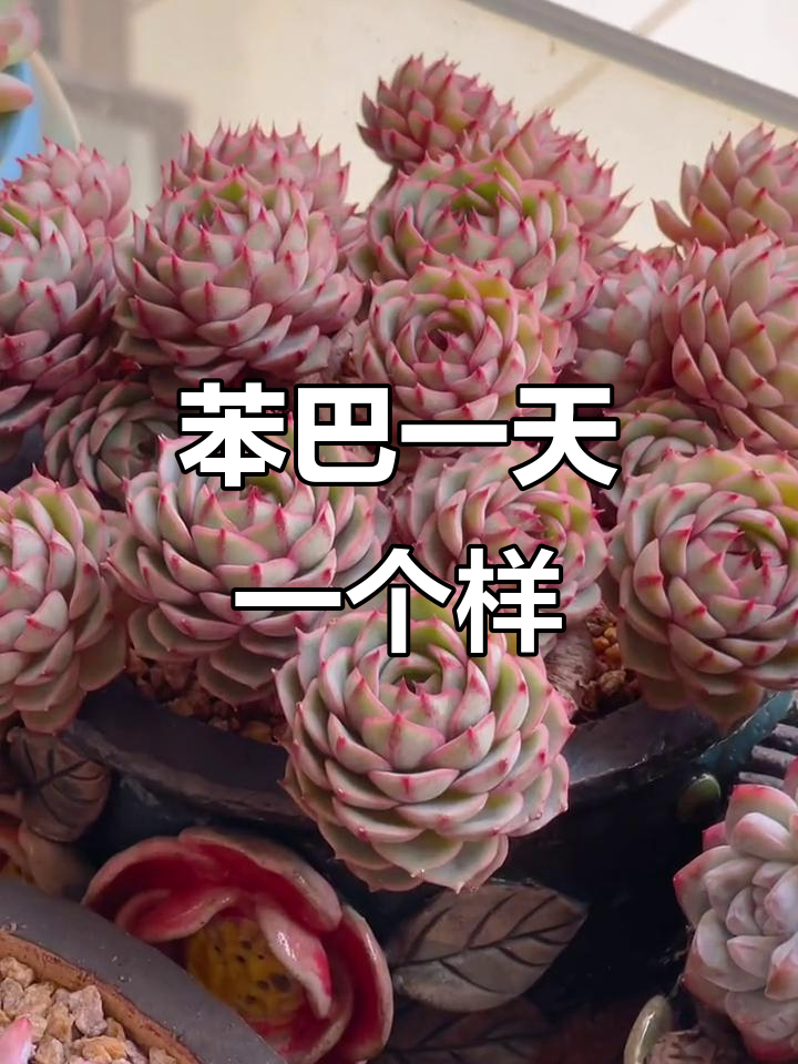 每天都在变化,苯巴多肉植物成长记