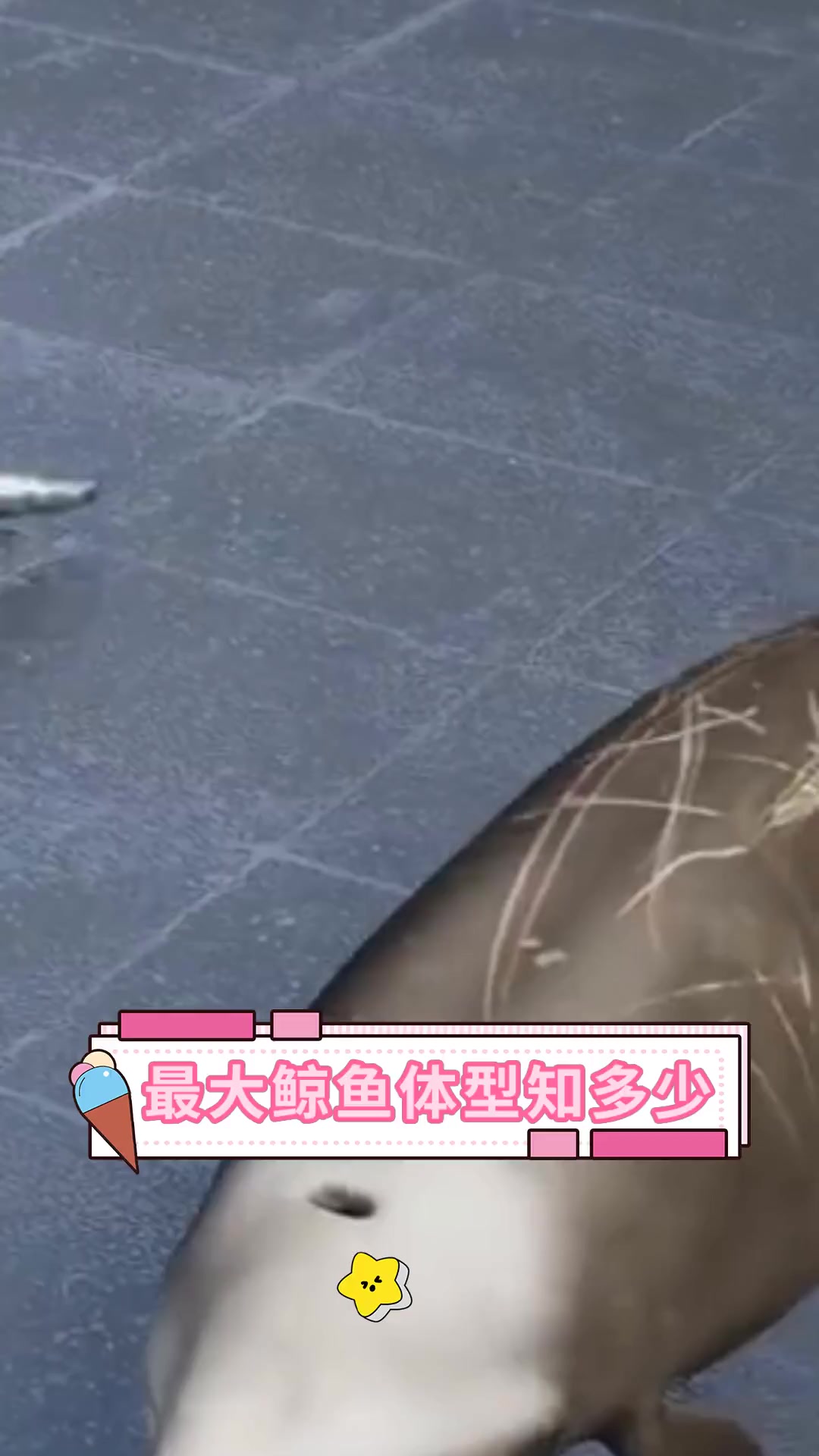 最大鲸鱼体型知多少