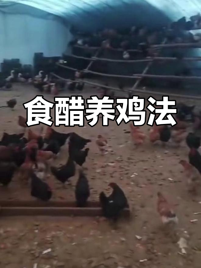 食醋熏蒸鸡舍,冬季防病又除臭