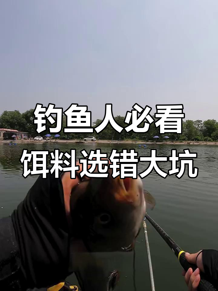基础饵料选择不当,鱼塘钓不到?实测对比告诉你原因