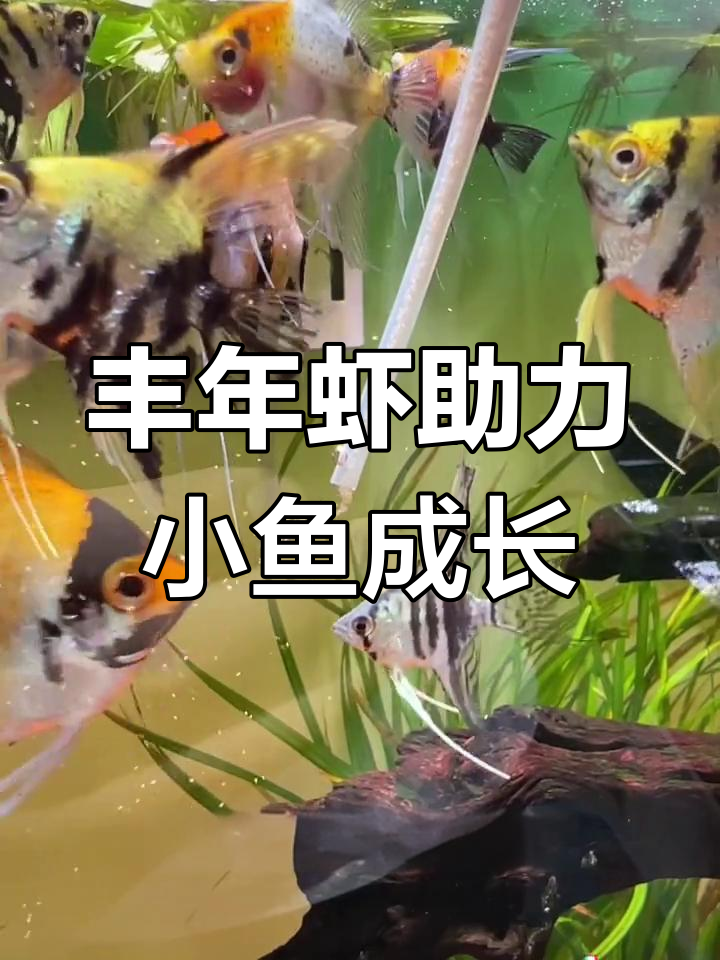 小鱼苗吃什么能快速长?丰年虾是最佳选择