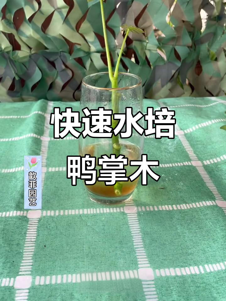 水培鸭掌木,轻松生根成活率高