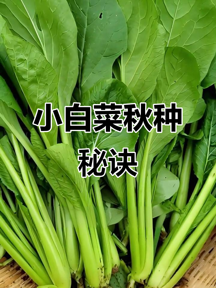 秋季小白菜种植，掌握技巧轻松丰收！