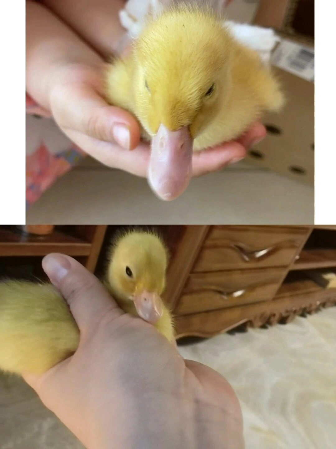 真假柯尔鸭鸭雏(幼崽)的分辨