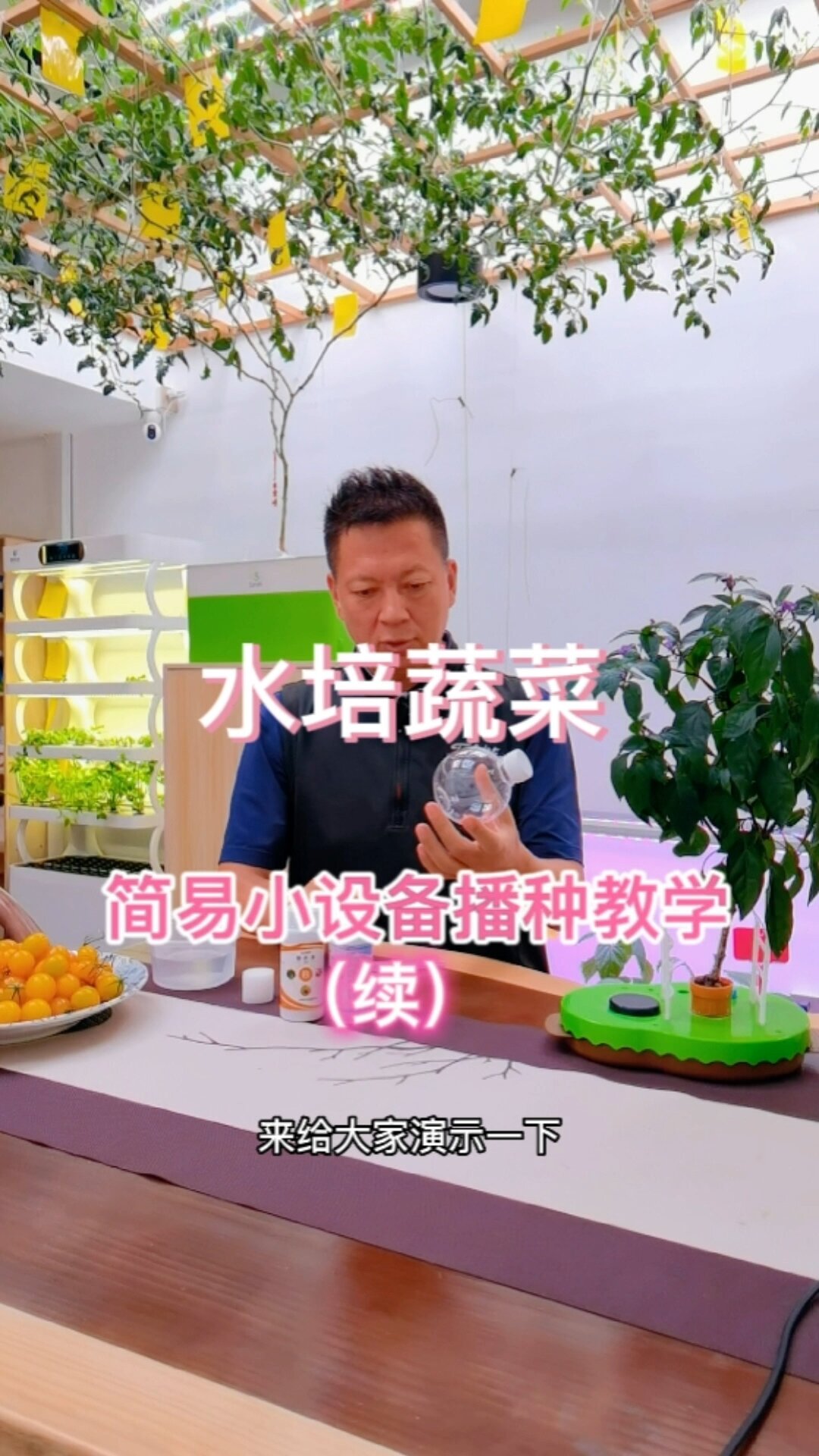 水培蔬菜 简易小设备播种教学