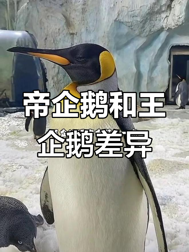 帝企鹅与王企鹅的区别解析