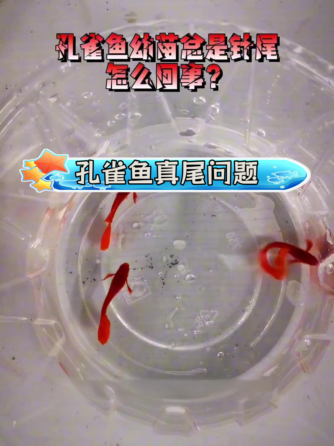 孔雀鱼幼苗针尾原因解析