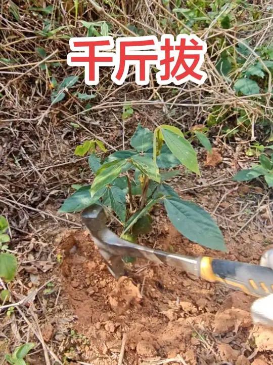 今天就把这几株千斤拔搞回去煲老母鸡汤