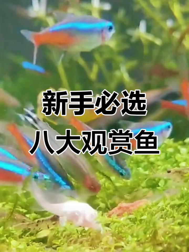 适合新手养的八种鱼,看看你养过几种?