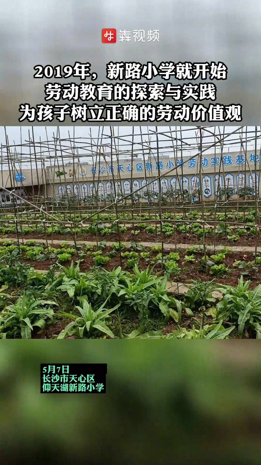「种菜做饭玩泥巴,长沙一小学早已开设种菜做饭课」“把豆角和莴笋种一块,是不是可以有效防虫?