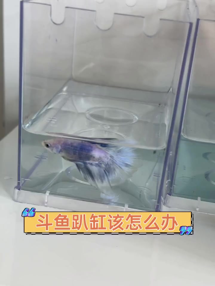 斗鱼趴缸该怎么办