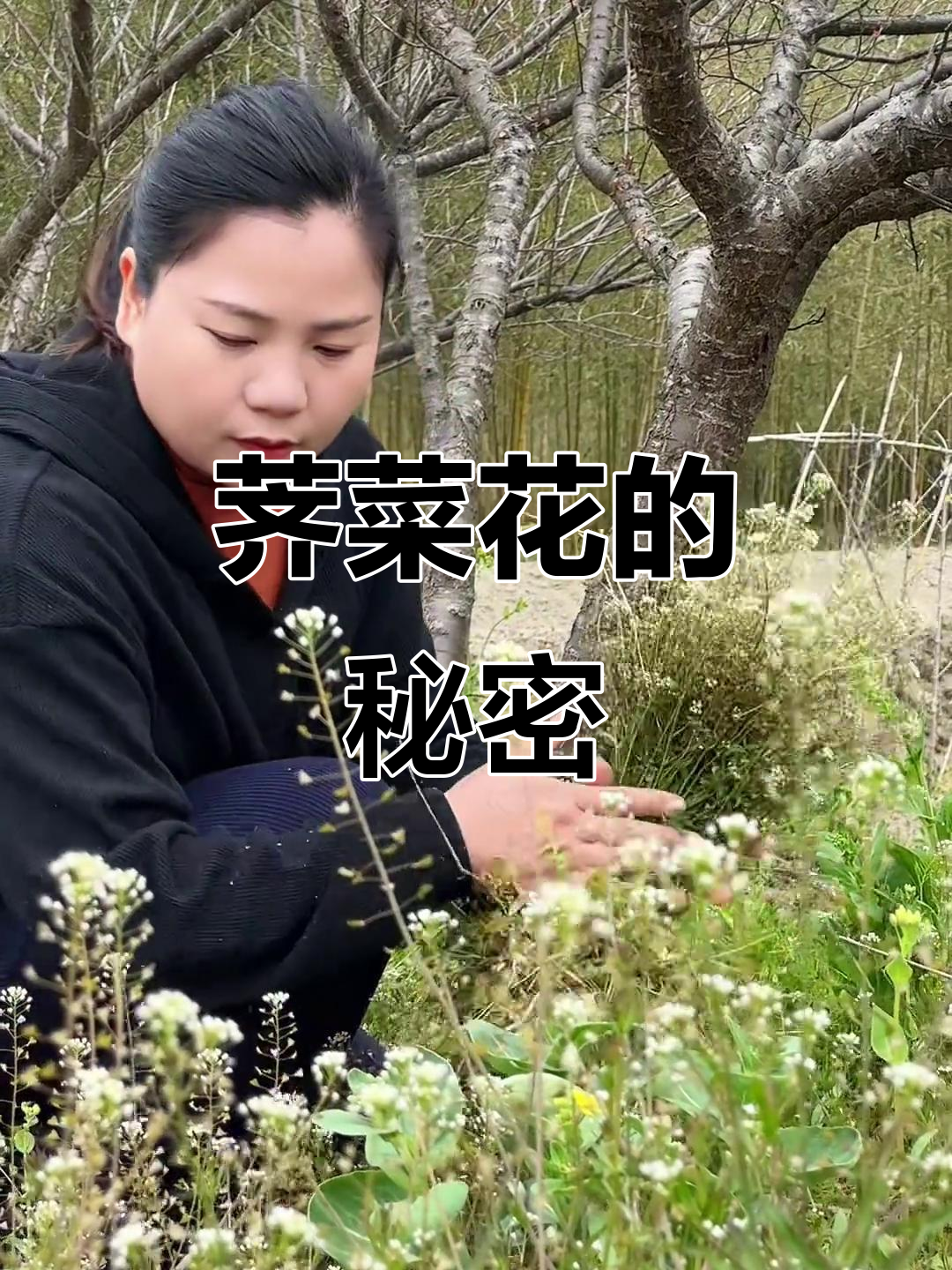 荠菜花竟有神奇功效,老一辈说的仙丹原来是真的!